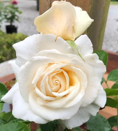 Soft & Sweet Bare Root Rose Bush