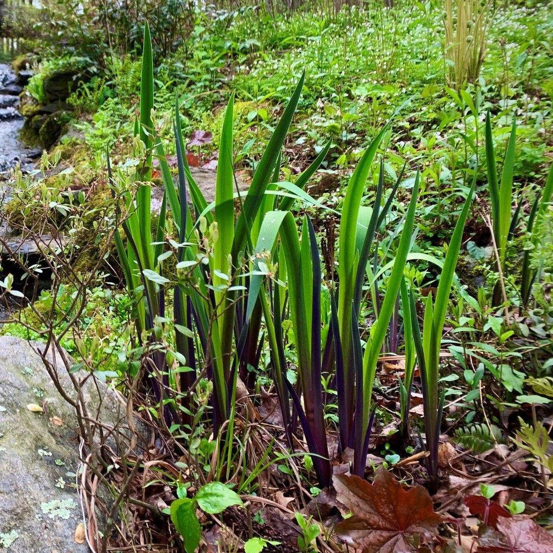 Iris 'Purple Flame' Potted  Blue Flag Iris Plant