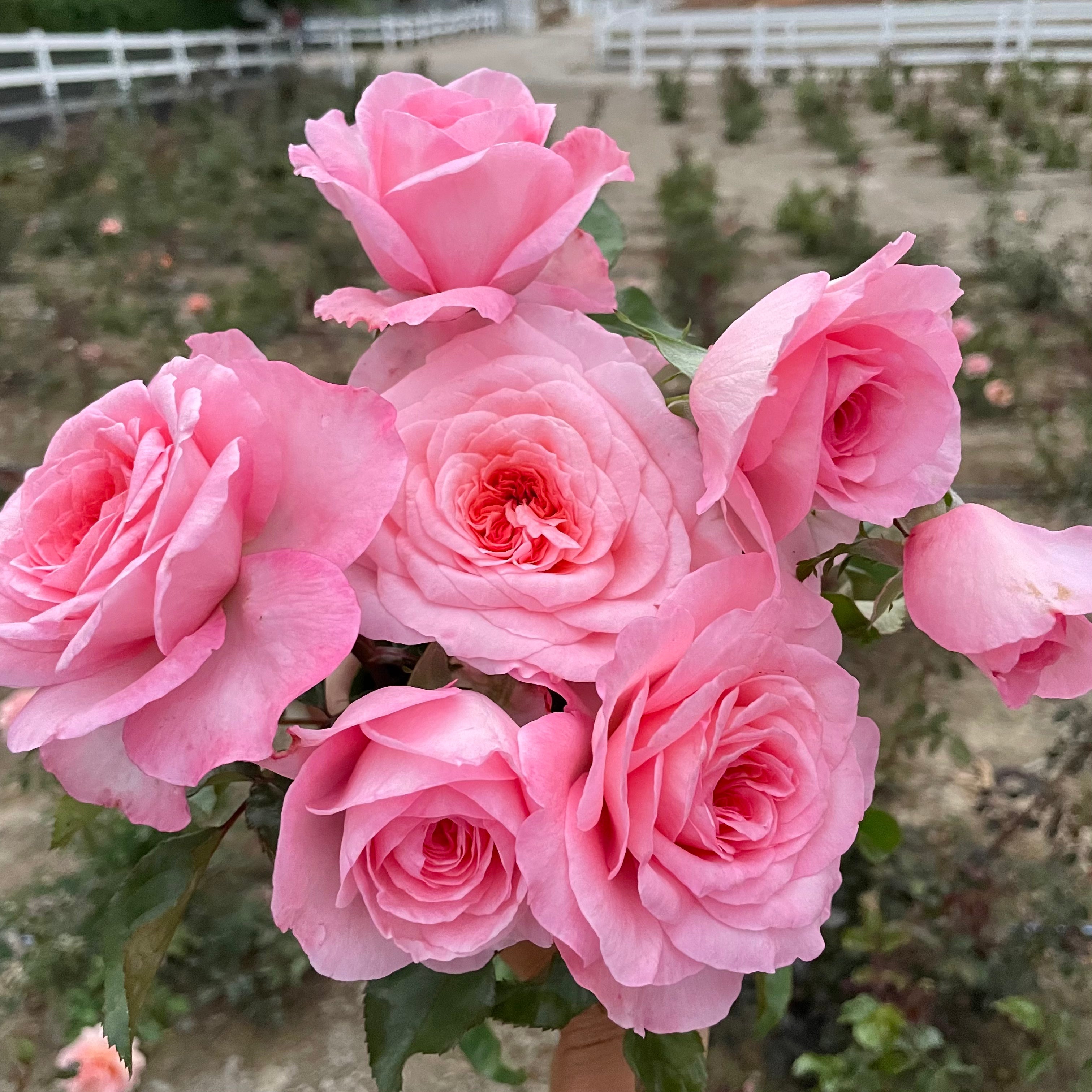 Sunbelt® Savannah™  Bare Root Rose Bush