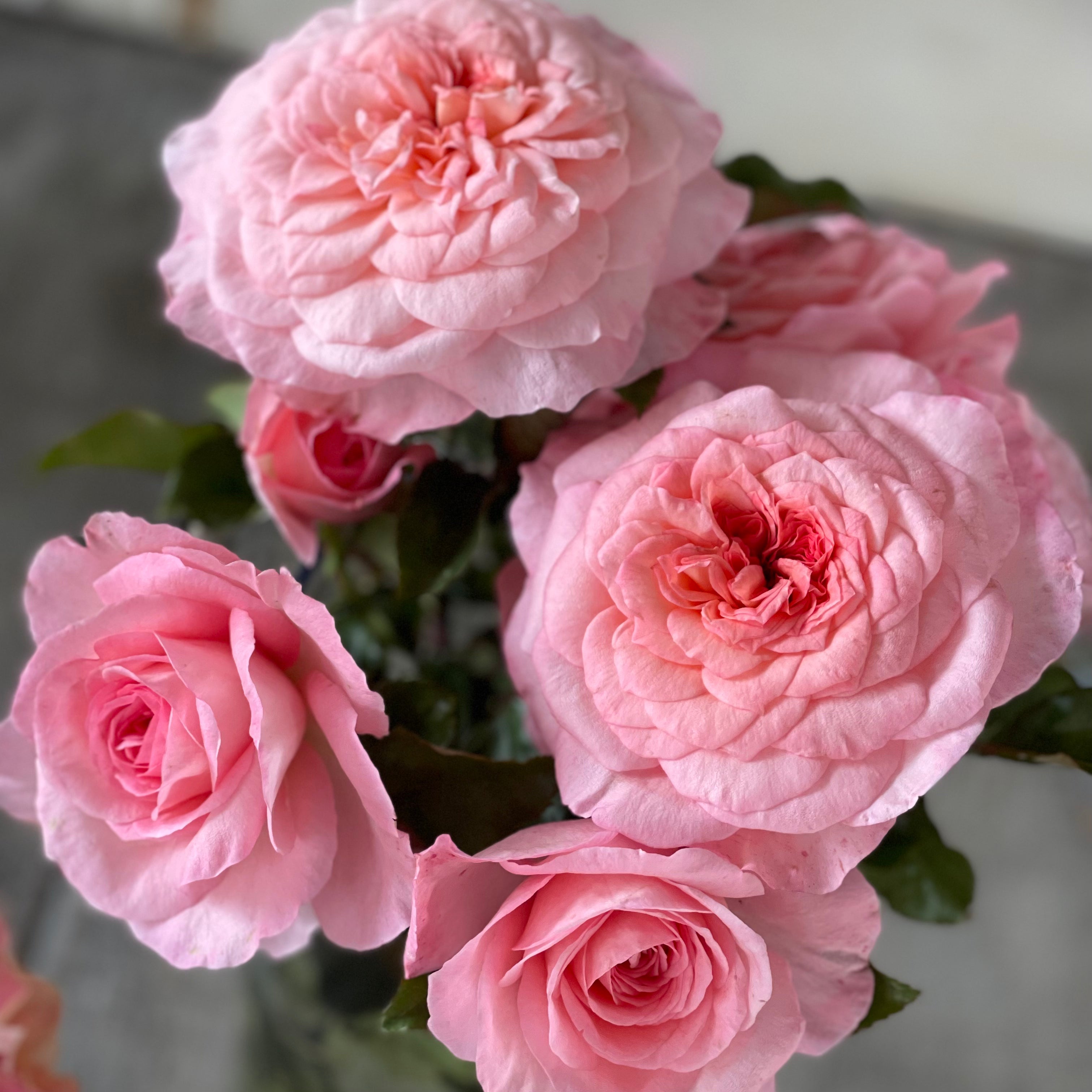 Sunbelt® Savannah™  Bare Root Rose Bush