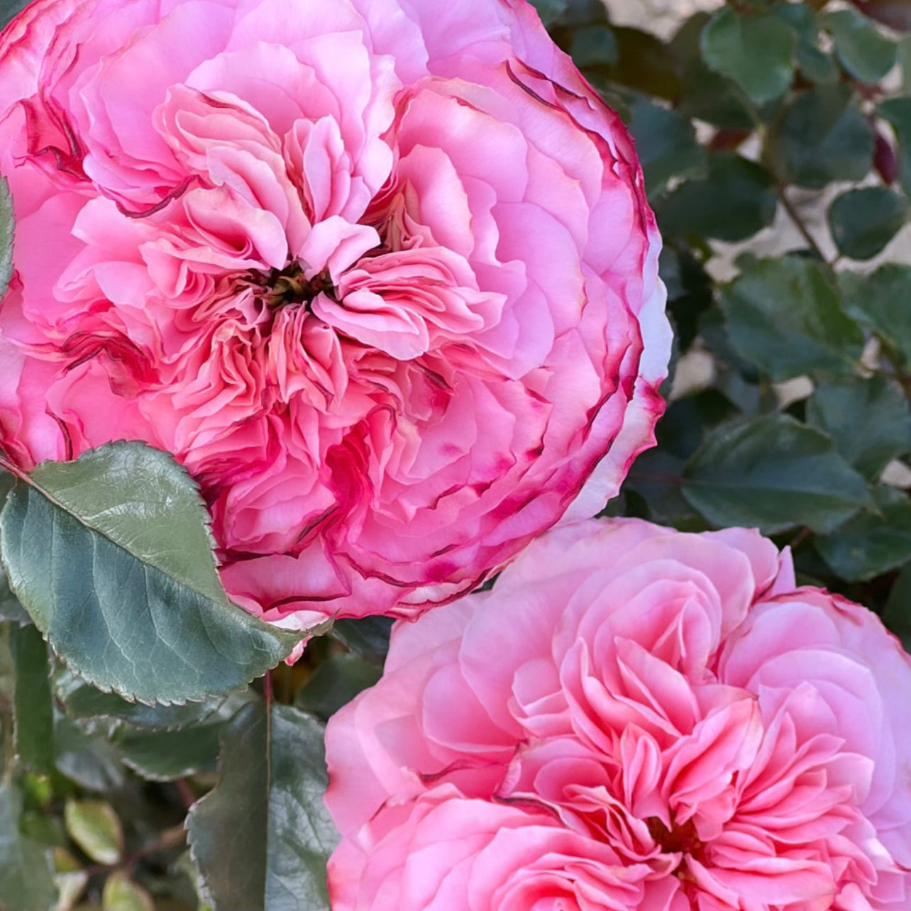 Sunbelt® Savannah™  Bare Root Rose Bush