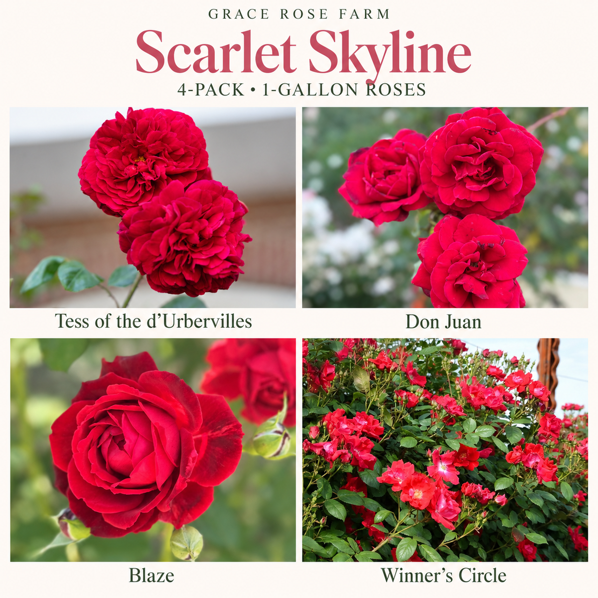 SCARLET SKYLINE 4 Pack - Tess of the d'Ubervilles®, Don Juan, Blaze & Winner's Circle™