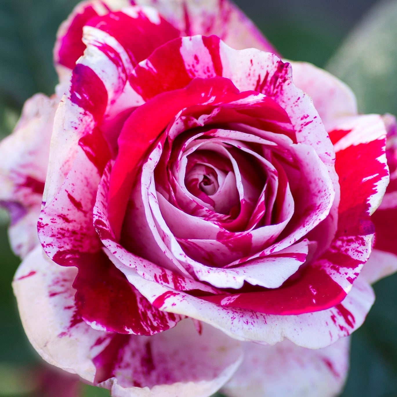 Scentimental™ Potted Tree Rose