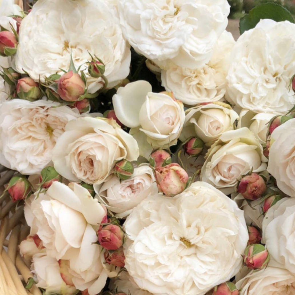 A close-up of a basket filled with large cream-colored roses and many pinkish rose buds, photographed in a natural garden setting.