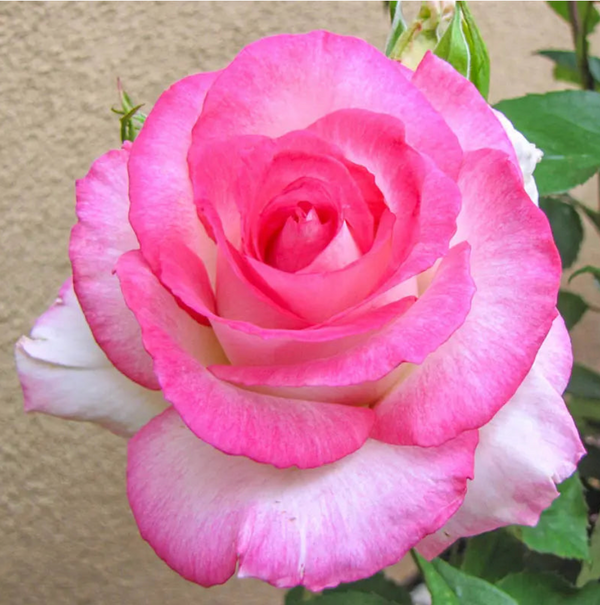 Angelic Veil™ Rose Bush