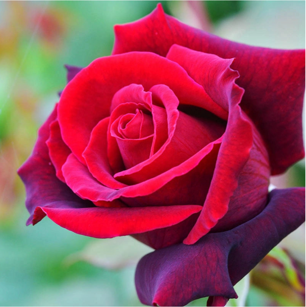 Lasting Love™ Rose Bush