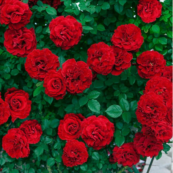 Lady In Red™ Climber Rose Bush
