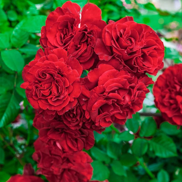 Lady In Red™ Climber Rose Bush