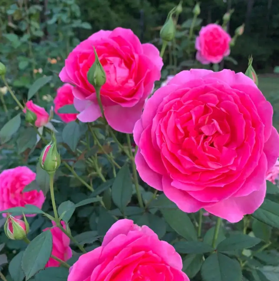 Ebb Tide™ and Julia Child™ Potted Tree Rose