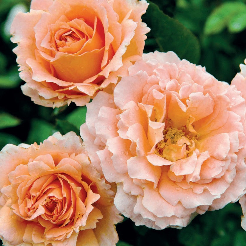 Polka™   Bare Root Climbing Rose