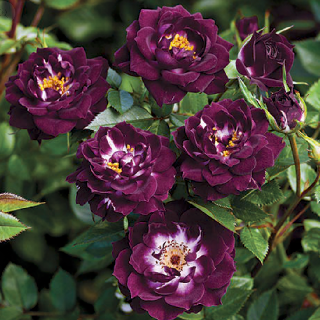 Diamond Eyes™ Bare Root Rose Bush