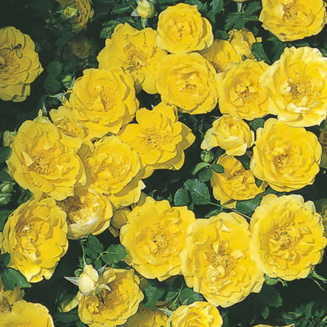 Persian Yellow Bare Root Rose Bush