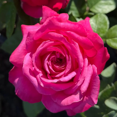 Adélaïde-Grace™ Bare Root Rose Bush