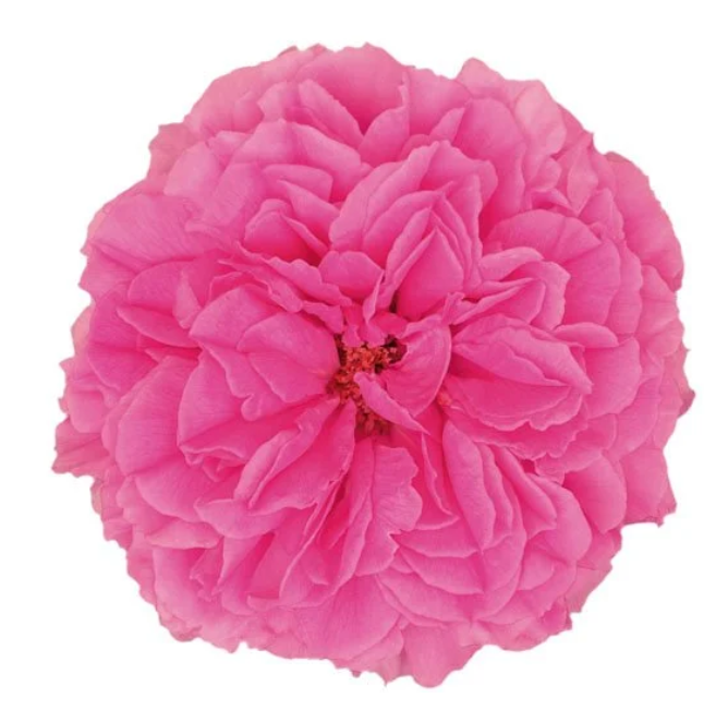 Princess Meiko® Potted Rose Bush