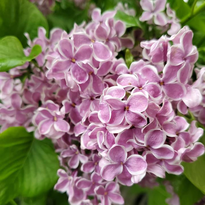 Sensation Bare Root Lilac Bush