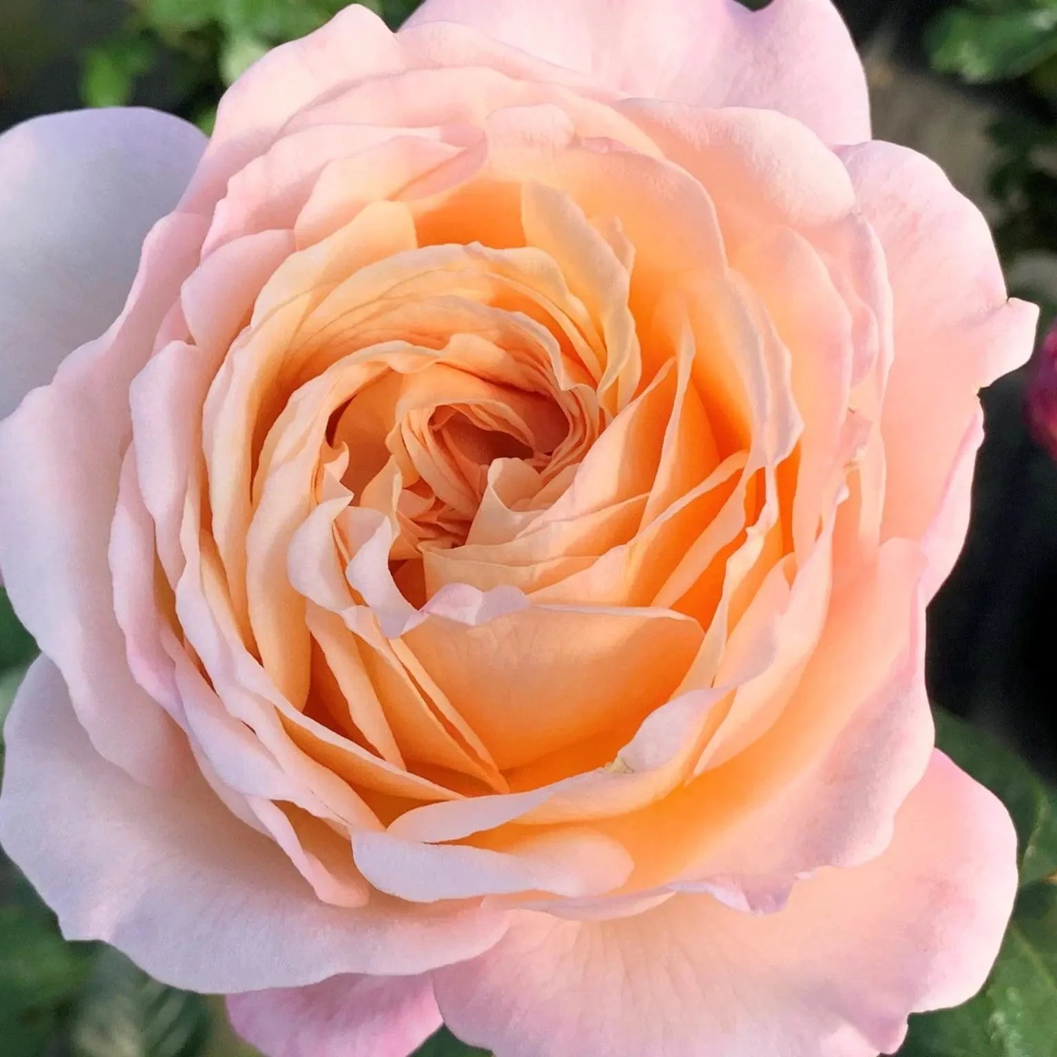 Parfuma® Sunrise (a.k.a. Sespe Sunrise) Potted Rose Bush