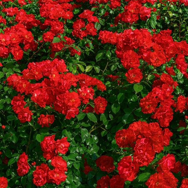 Sevillana® Potted Rose Bush