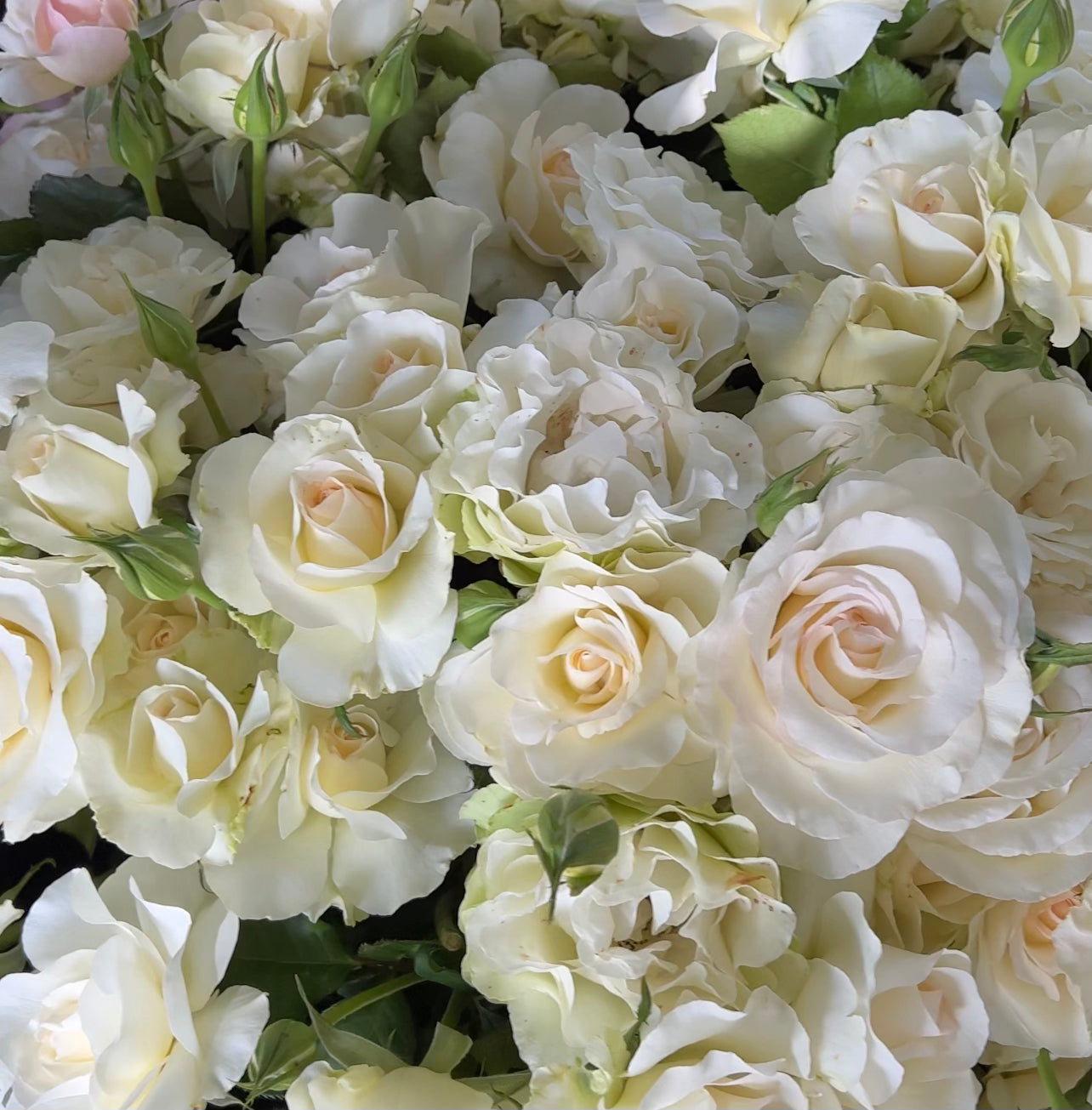 Shirley's Bouquet™ Bare Root Rose Bush