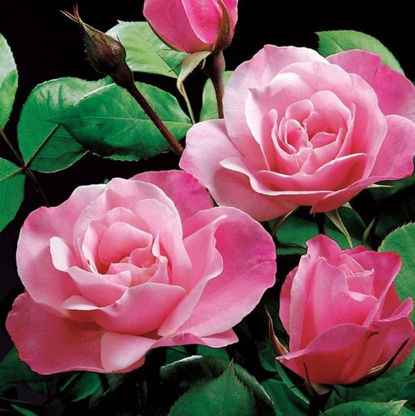 Simplicity Pink Potted Rose Bush