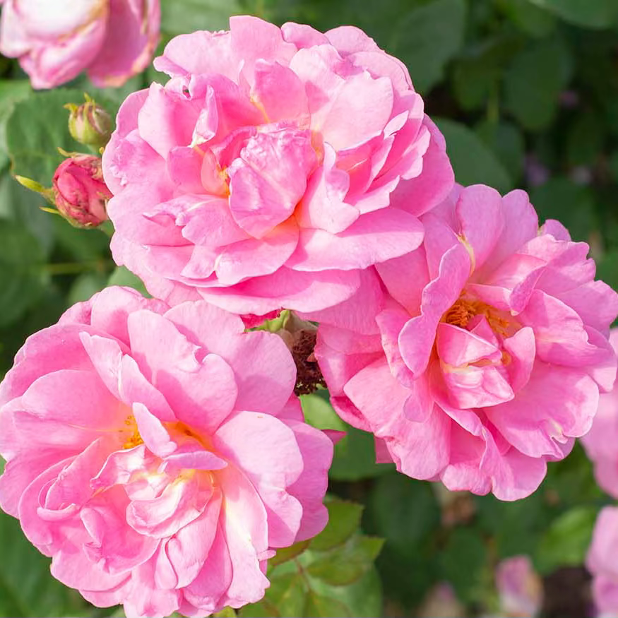 Sitting Pretty™ Bare Root Rose Bush