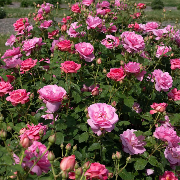 Sitting Pretty™ Potted Rose Bush