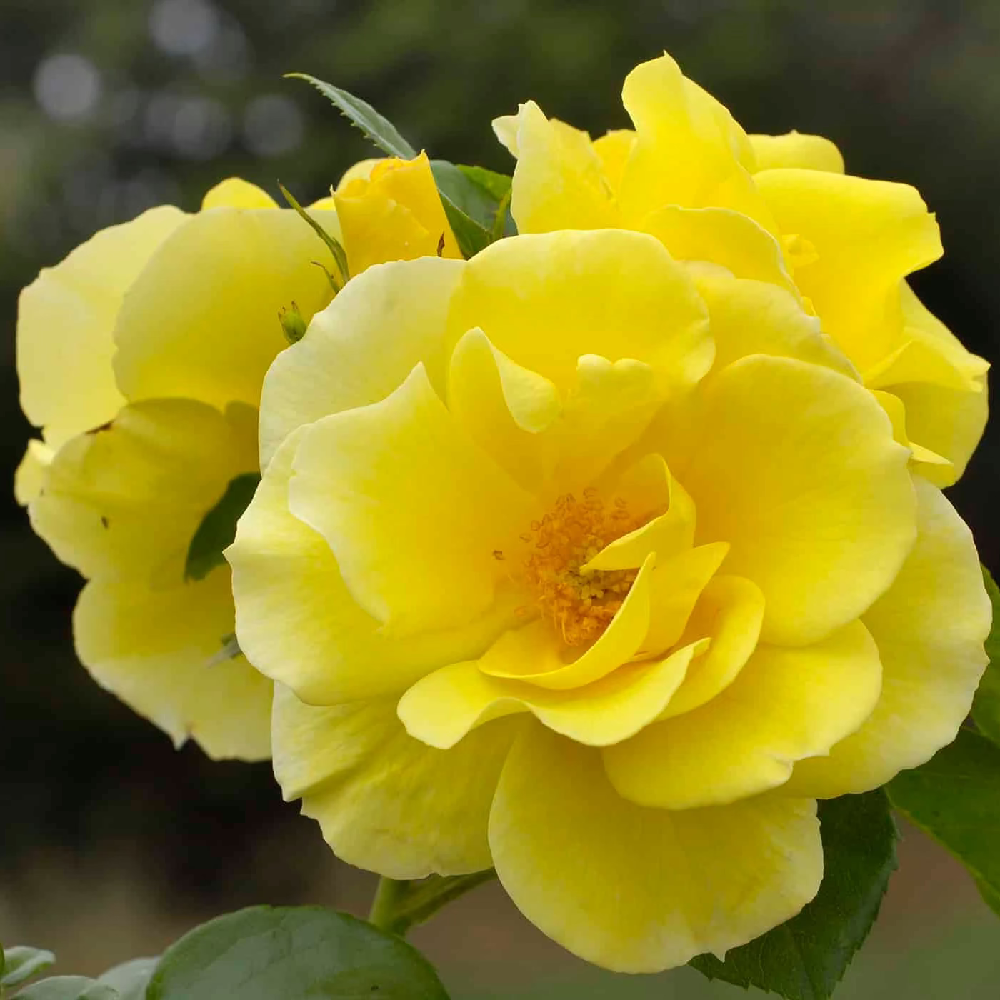 Smiley Face™  Bare Root Climbing Rose