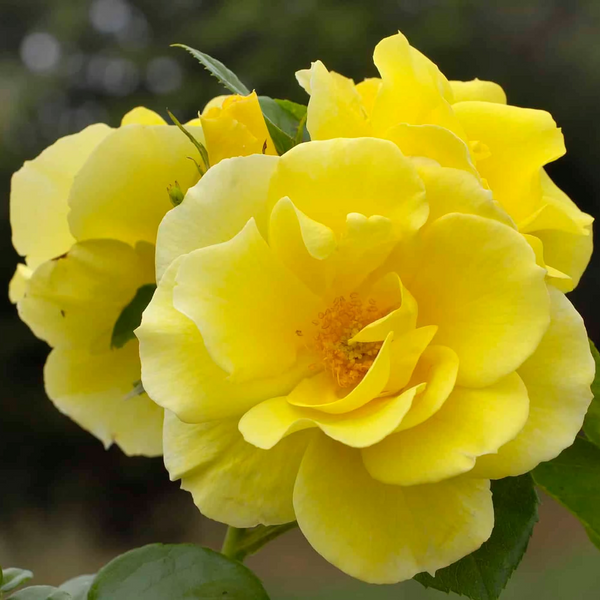 Smiley Face™  Bare Root Climbing Rose