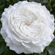 White Roses