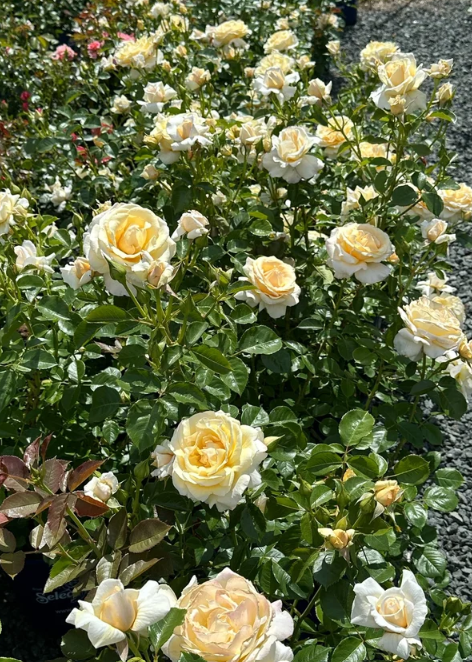 Soft & Sweet Bare Root Rose Bush