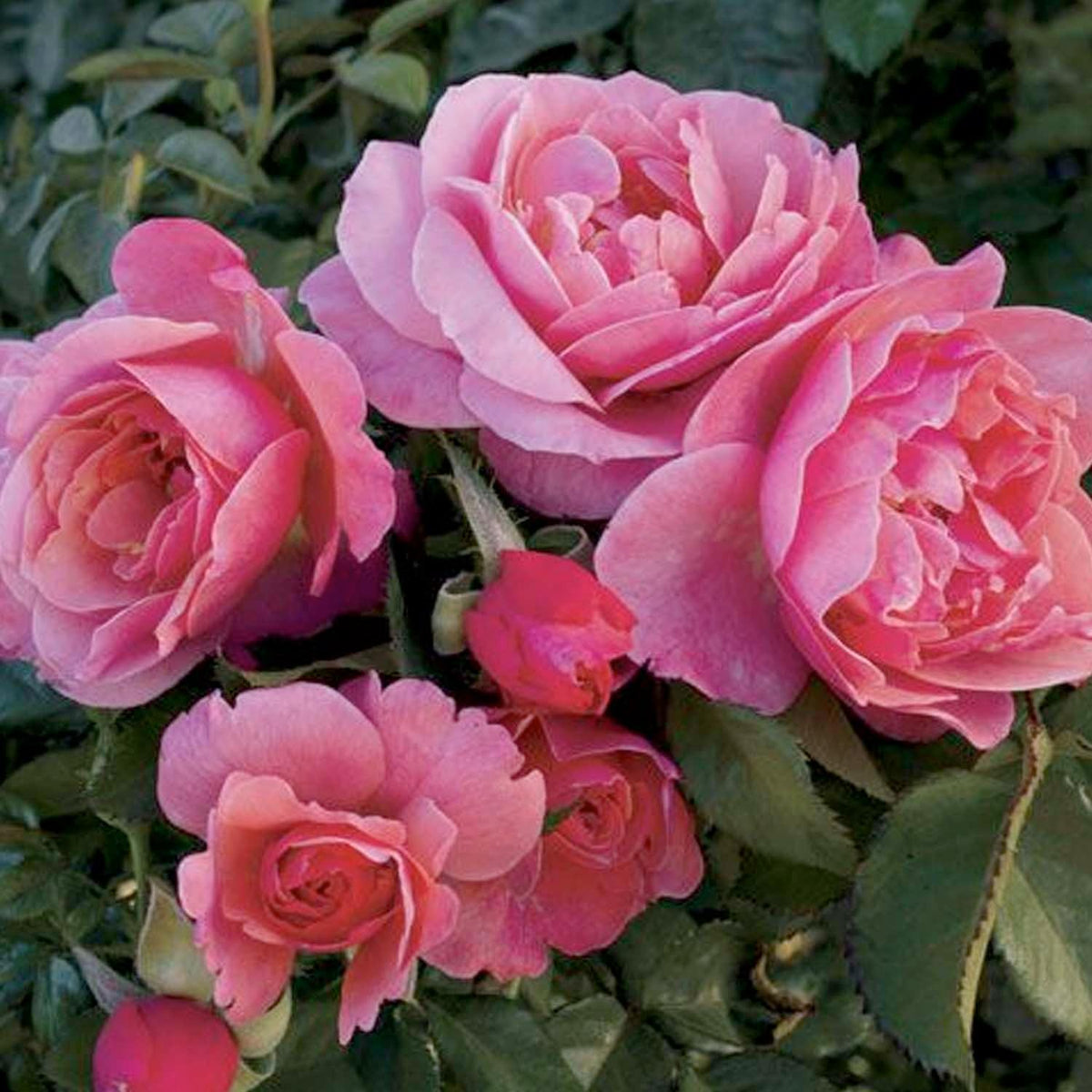 Social Climber Rose Bush