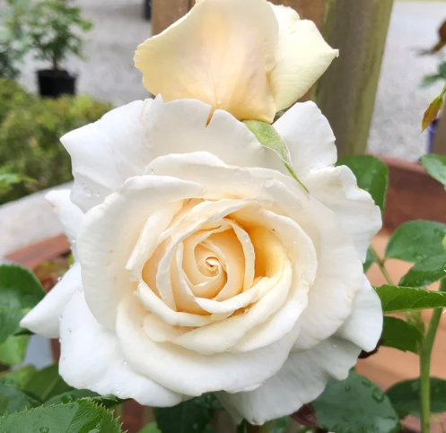 Soft & Sweet™ Bare Root Rose Bush