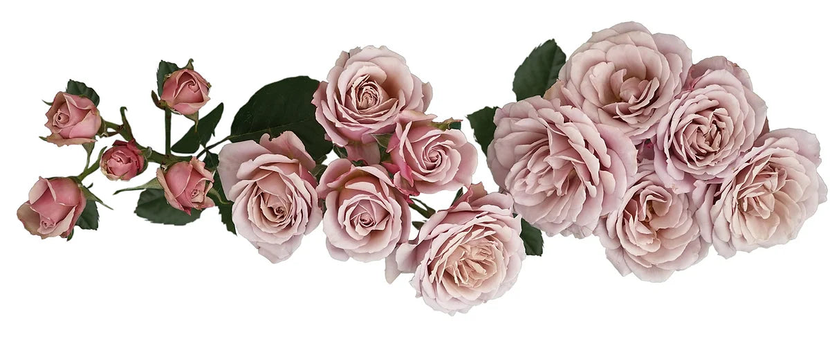 Loli™ Spray Rose Special Bouquet