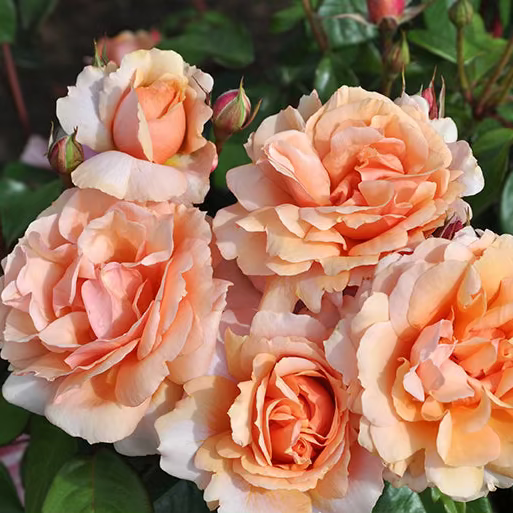 Sunbelt® Soul Sister™  Bare Root Rose Bush