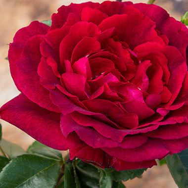 True Bloom Roses® True Spirit™ Bare Root Rose Bush