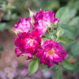 Stormy Weather™  Potted Climbing Rose Bush