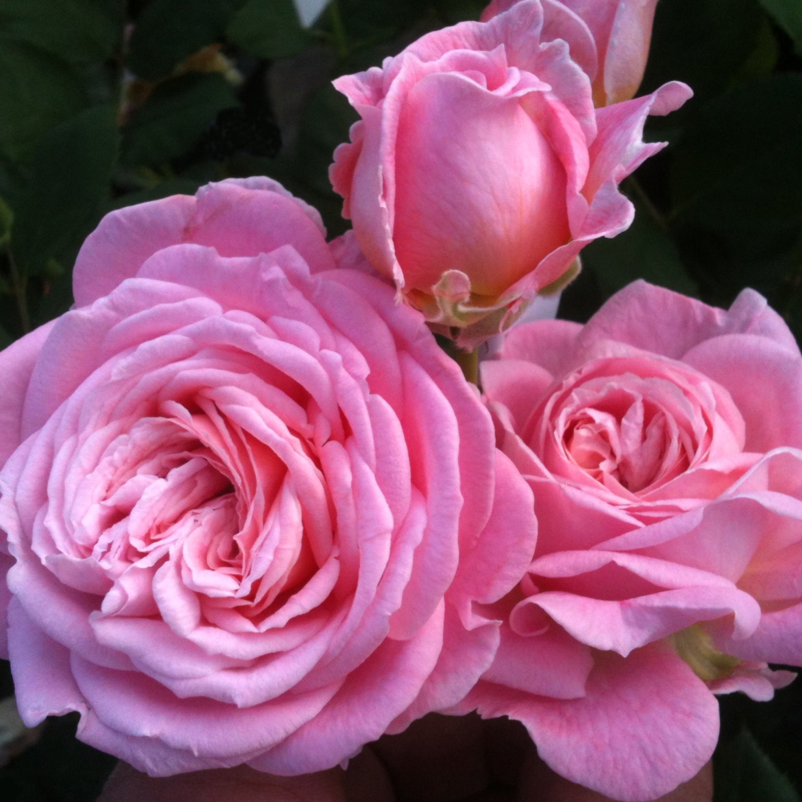 Parfuma® Summer Romance™ Bare Root Rose Bush