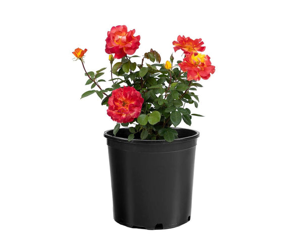 Sunbelt® Garden Flame™ Bare Root Rose Bush