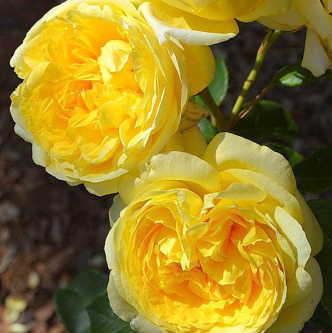 Sunbelt® Tupelo Honey™  Potted Rose Bush