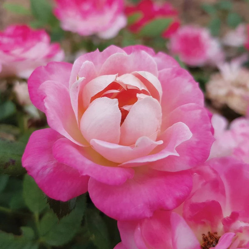 Pink Sunblaze® Potted Rose Bush