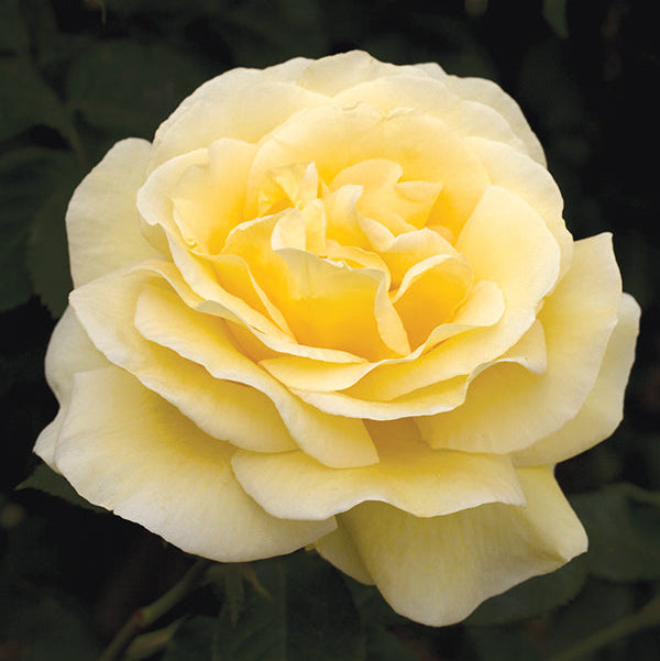 Sunshine Daydream™ Potted Rose Bush