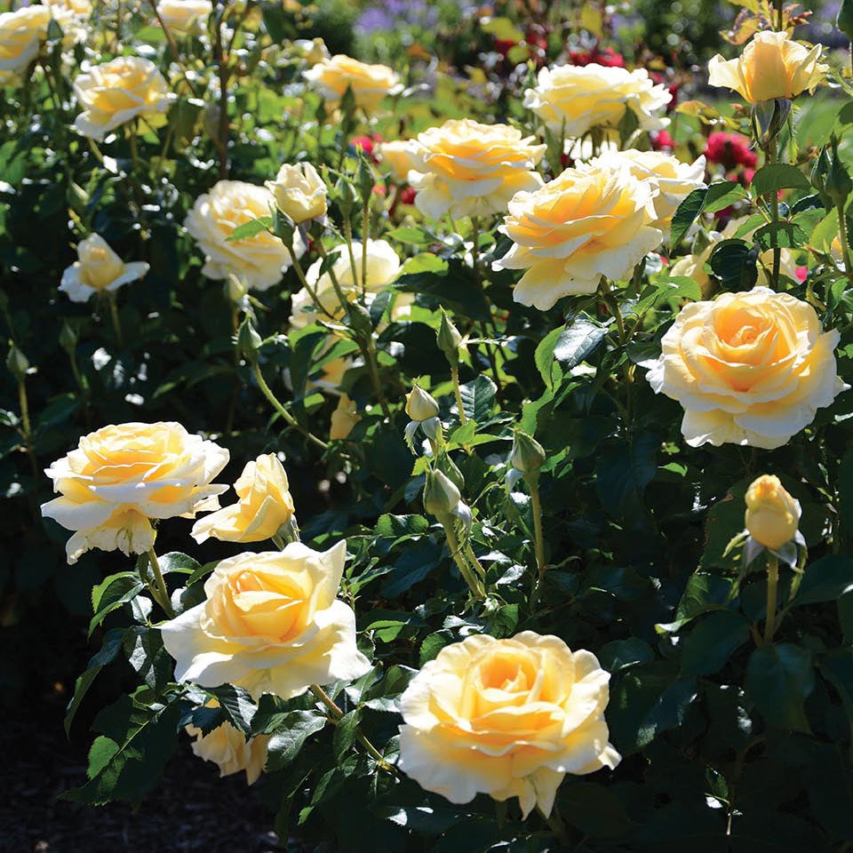 Sunshine Daydream Bare Root Rose Bush