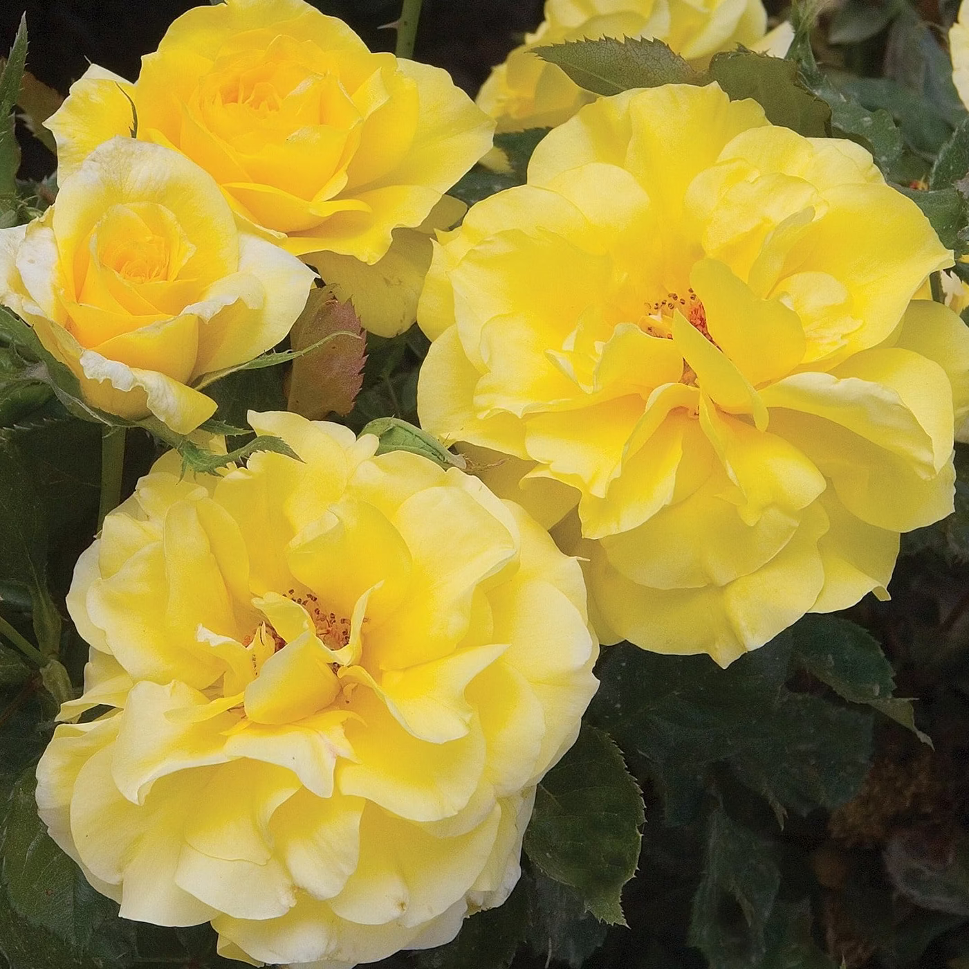 Sunsprite   Bare Root Rose Bush