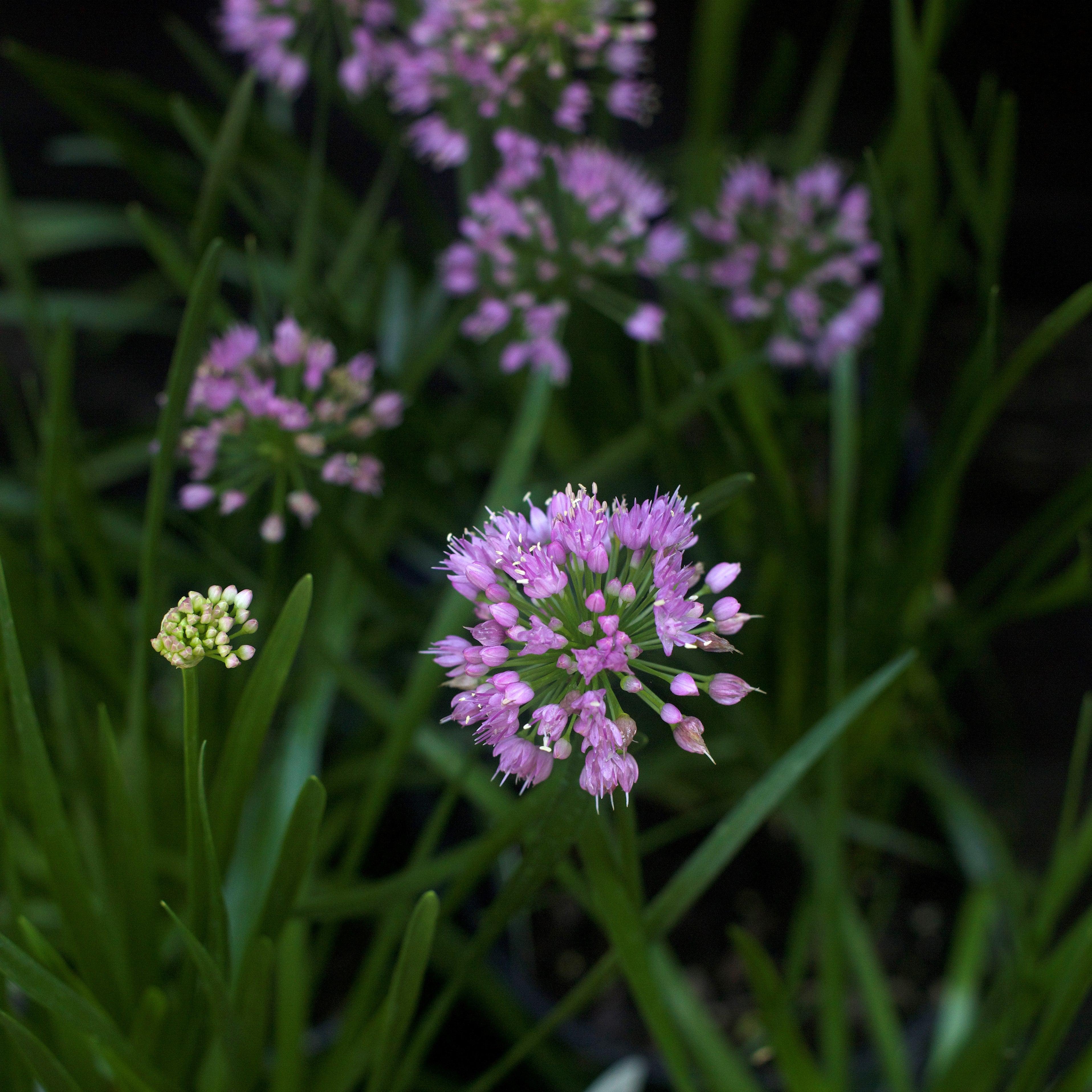 Allium Millenium Ornamental Potted Onion