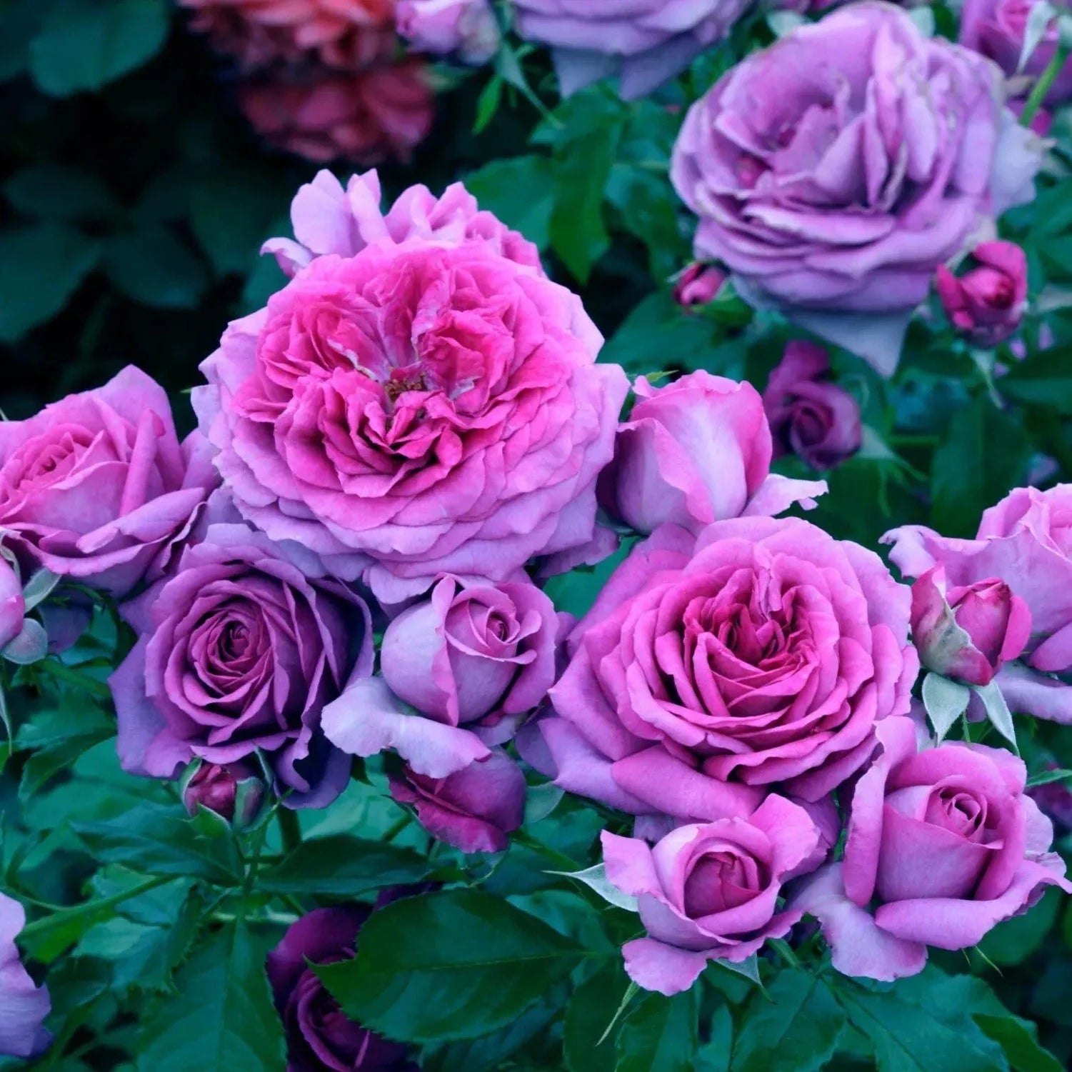 Sweet Madame Blue™ Bare Root Rose Bush