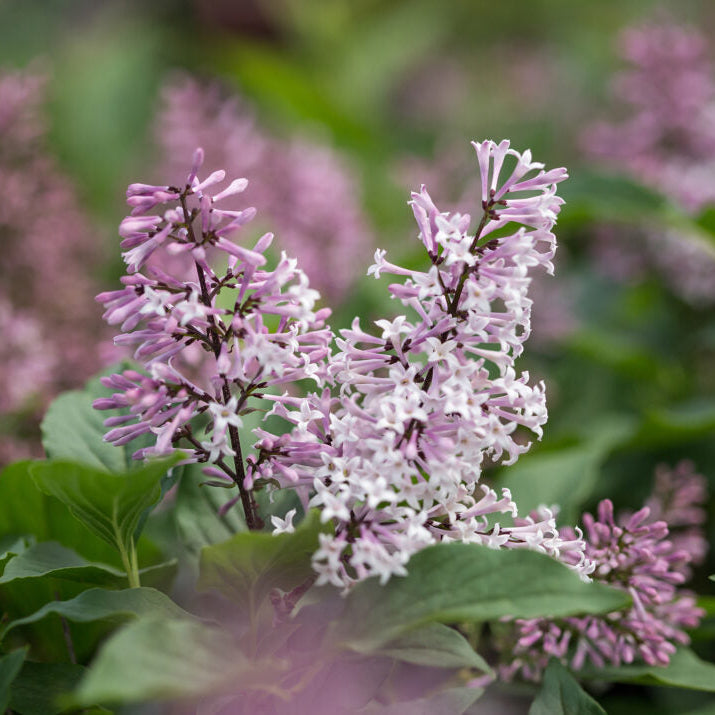 First Editions® Little Lady™ Bare Root Lilac Bush
