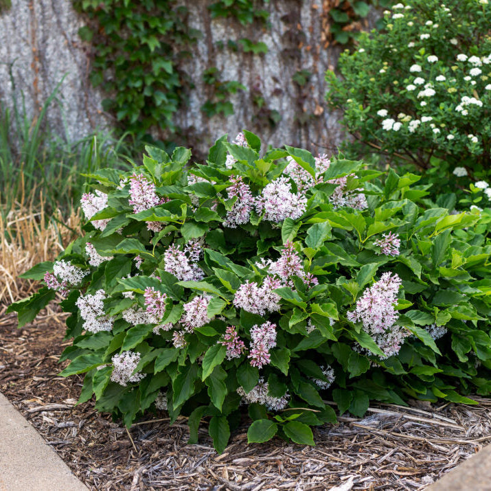 First Editions® Little Lady™ Bare Root Lilac Bush
