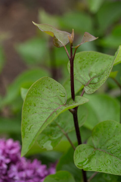 First Editions® Virtual Violet® Bare Root Lilac Bush