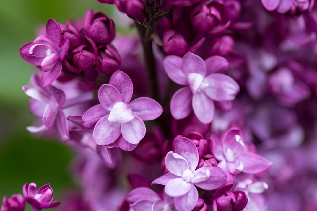 First Editions® Virtual Violet® Bare Root Lilac Bush