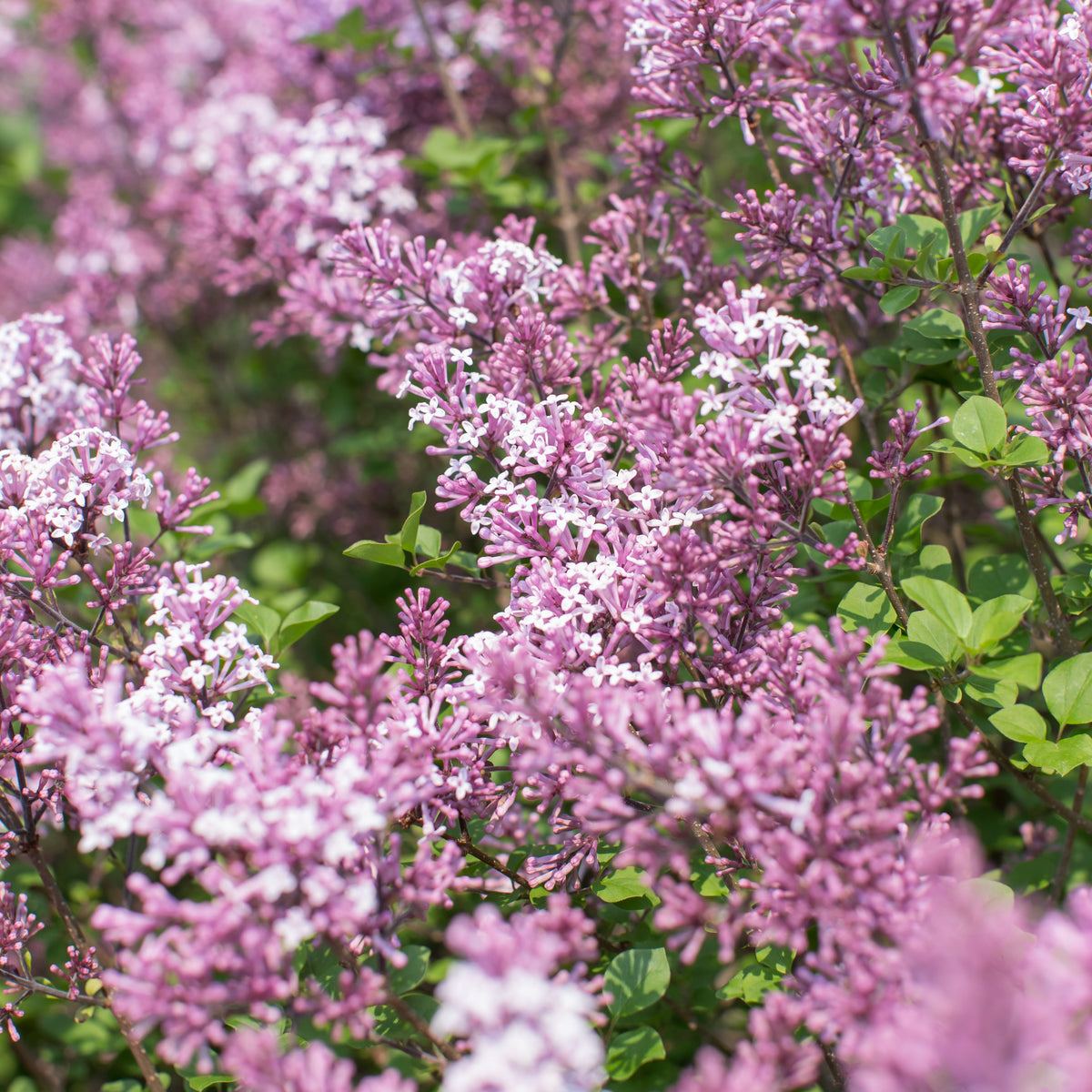 Dwarf Korean Bare Root Lilac TREE
