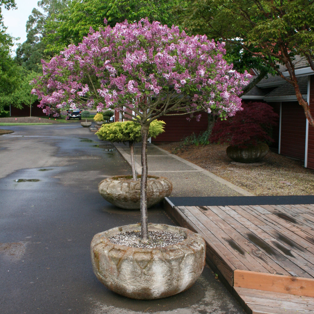 Dwarf Korean Bare Root Lilac TREE